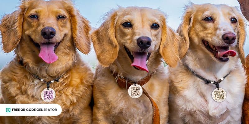 Médaillon pour animal avec code QR : Une solution moderne pour l'identification des animaux de compagnie.